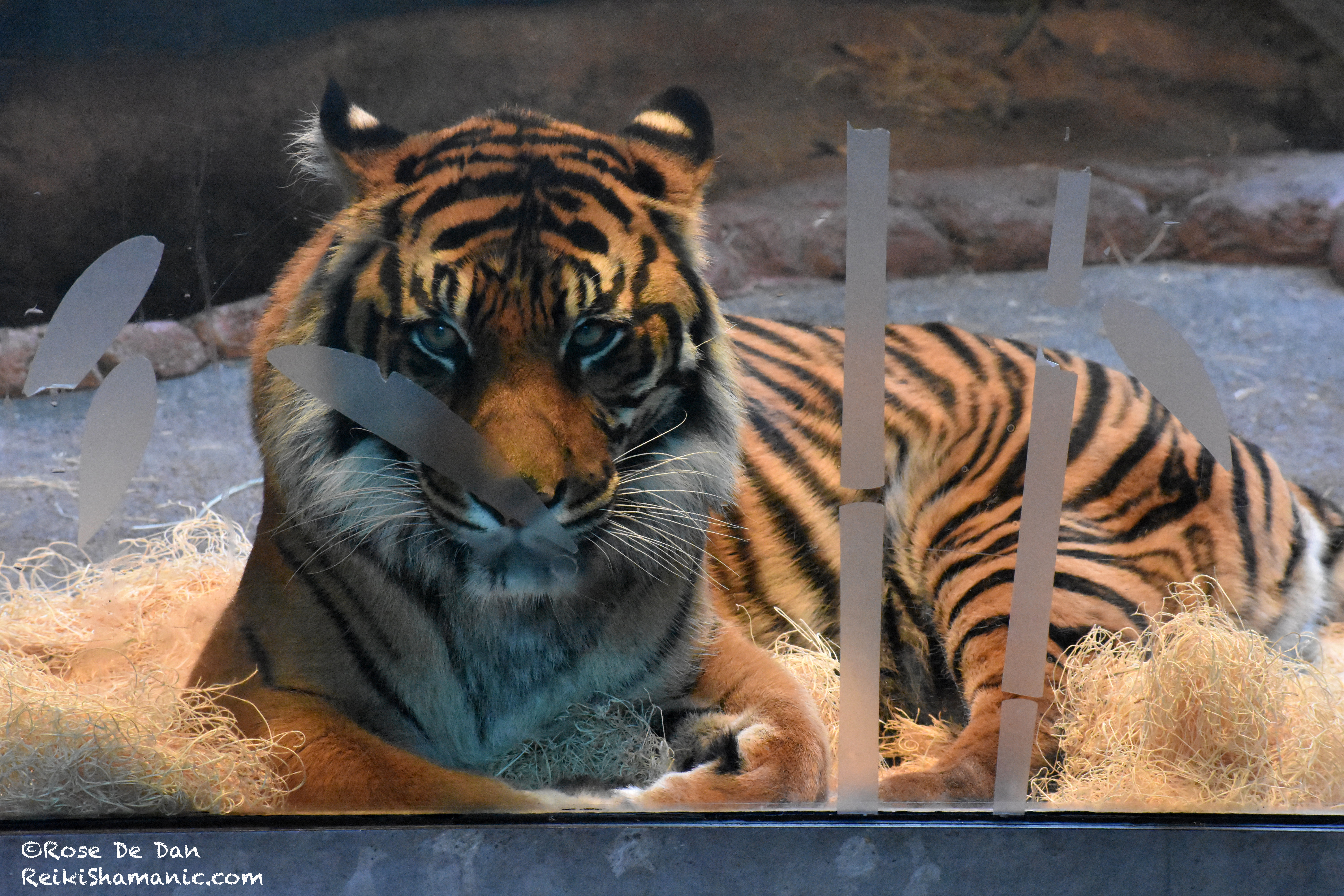 Sumatran Tiger Kali At Point Defiance Zoo And Aquarium Greets Us Before Accepting Reiki.