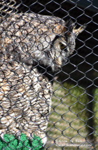 Great Horned Owl Bubbles side portrait, ©Rose De Dan, ReikiShamanic.com
