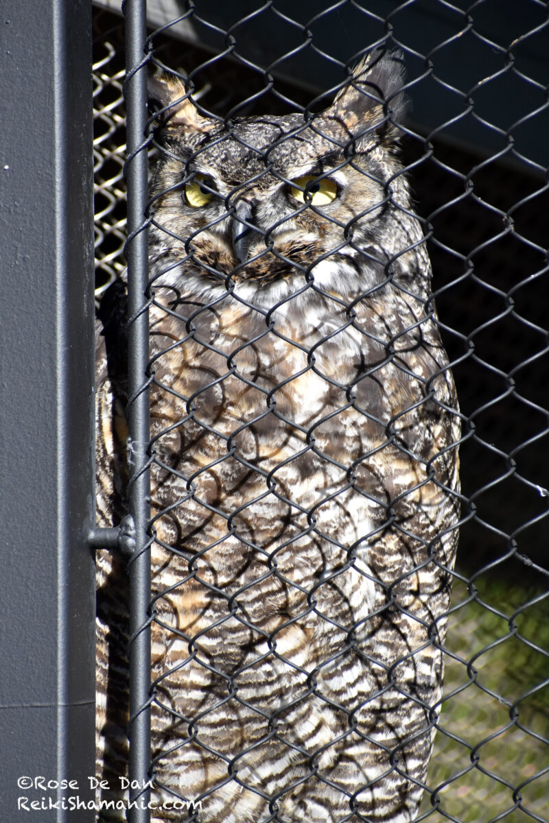 Great Horned Owl Bubbles Asks A Question