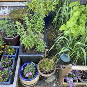 Growing A Garden With Reiki And Shamanism