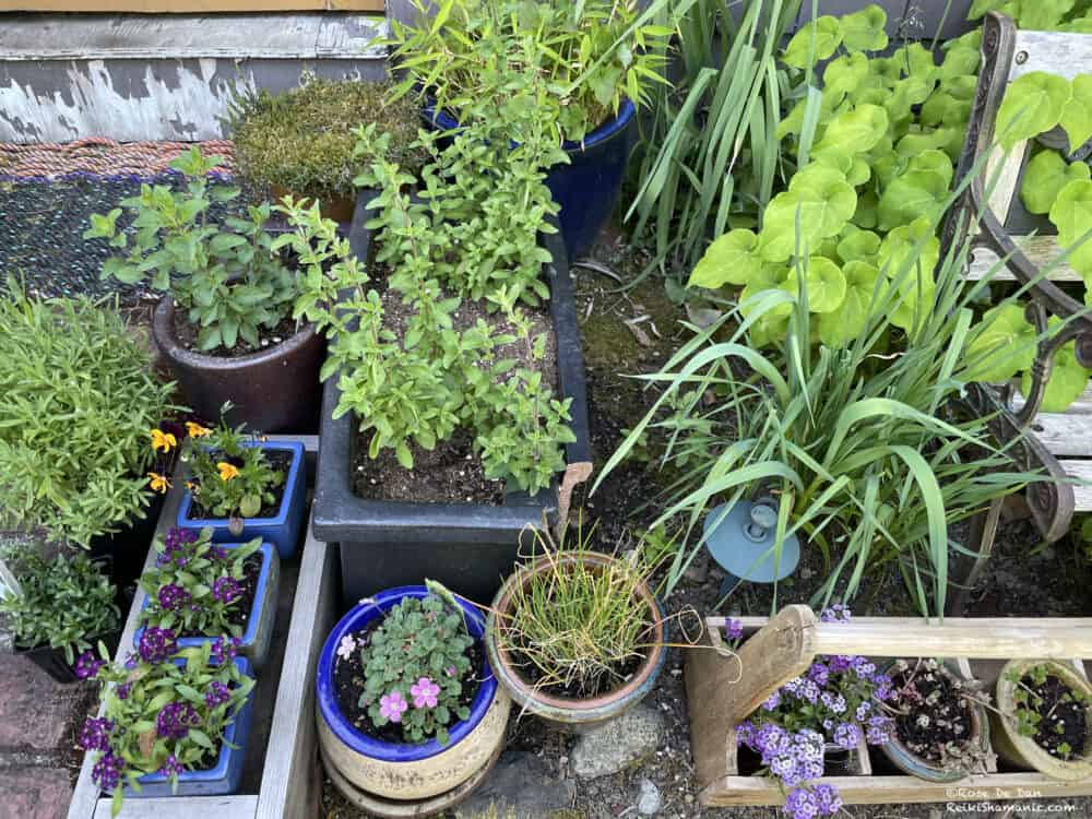 Growing A Garden With Reiki And Shamanism