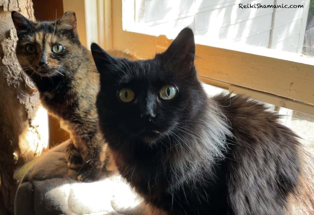 Rescue Foster Cats Sadiya And Noctua On Window Seat, ©Rose De Dan, ReikiShamanic.com