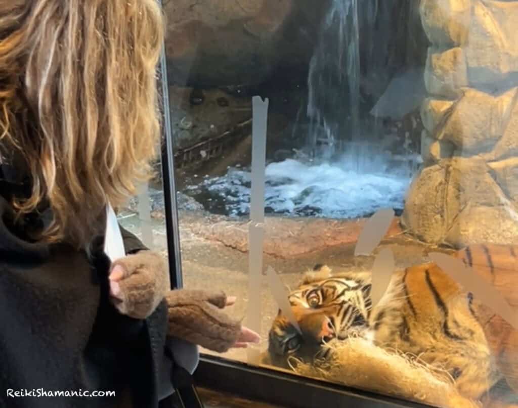 Rose greets Tiger Kali at PDZA Listening to Zoo Animal Ambassadors, ©Rose De Dan, ReikiShamanic.com