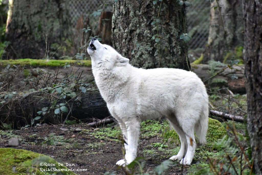 Wolf Howl for Pack at Listening to Zoo Animal Ambassadors, ©Rose De Dan, ReikiShamanic.com