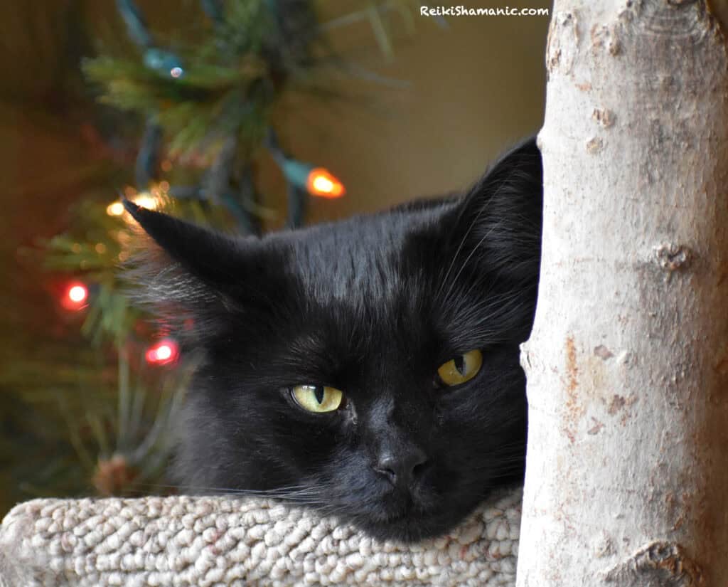 Black Cat Night Sky enjoys Christmas Lights from Cat Tree, ©Rose De Dan, ReikiShamanic.com