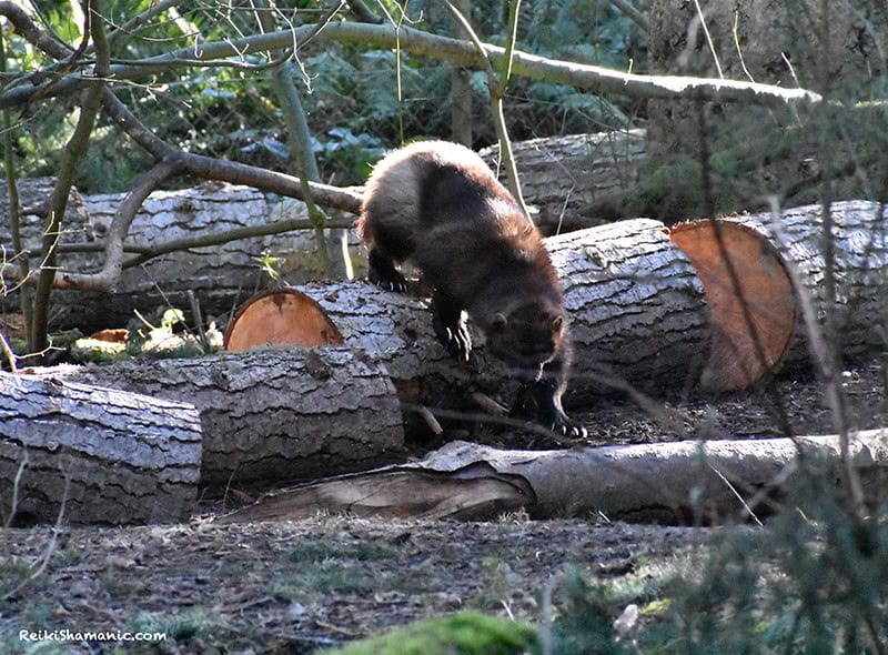 Wolverine At Northwest Trek On Fallen Trees, ©Rose De Dan, ReikiShamanic.com