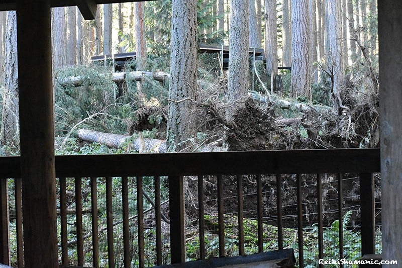 Wolf Enclosure at Northwest Trek Bomb Cyclone Storm Damage, ©Rose De Dan, Reiki Shamanic.com