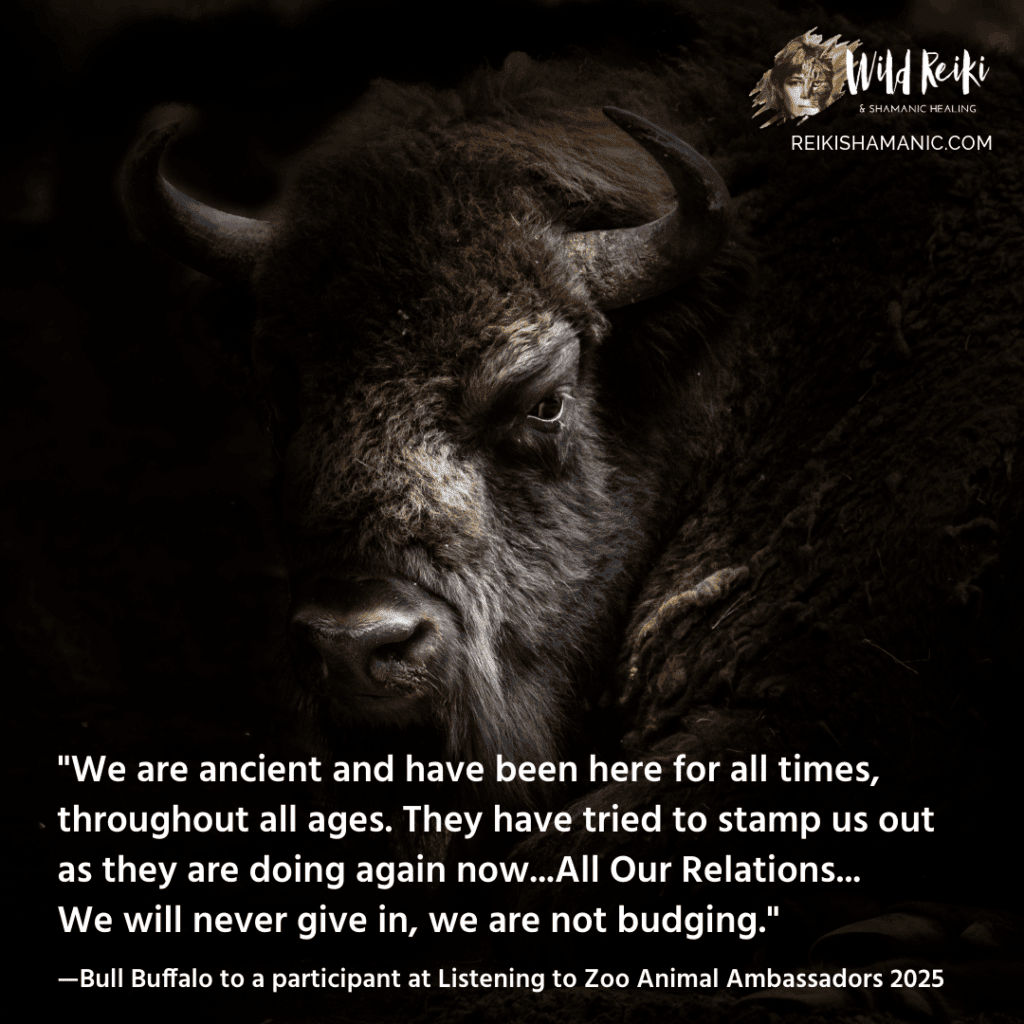 Bull Buffalo We Are Ancient Will Not Give In Quote For Sunday Wisdom, ©Rose De Dan, ReikiShamanic.com