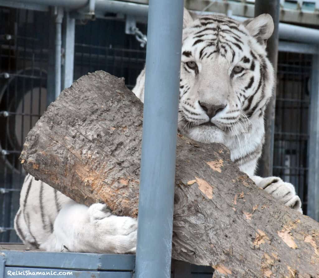 Bengal Tiger Vitez Greets Us At Listening To Zoo Animal Ambassadors At Cougar Mountain Zoo 2025, ©Rose De Dan, ReikiShamanic.com