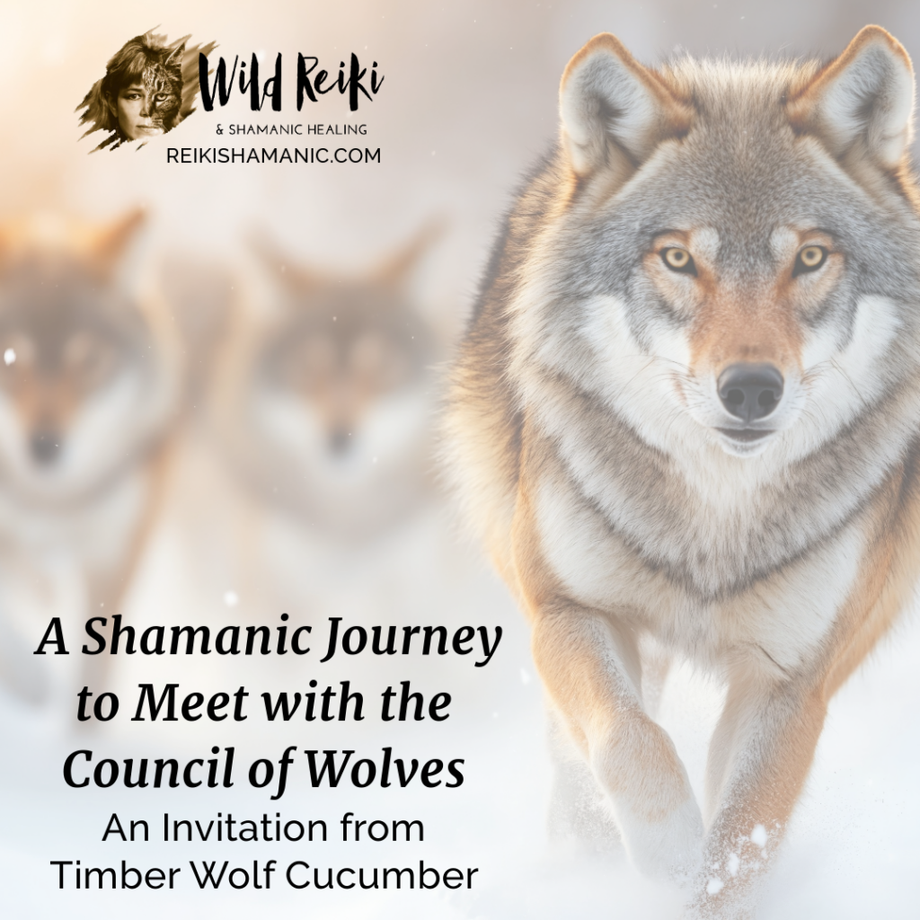 What It Means to Be Pack: Shamanic Journey to Meet the Council of Wolves, © Rose De Dan, ReikiShamanic.com