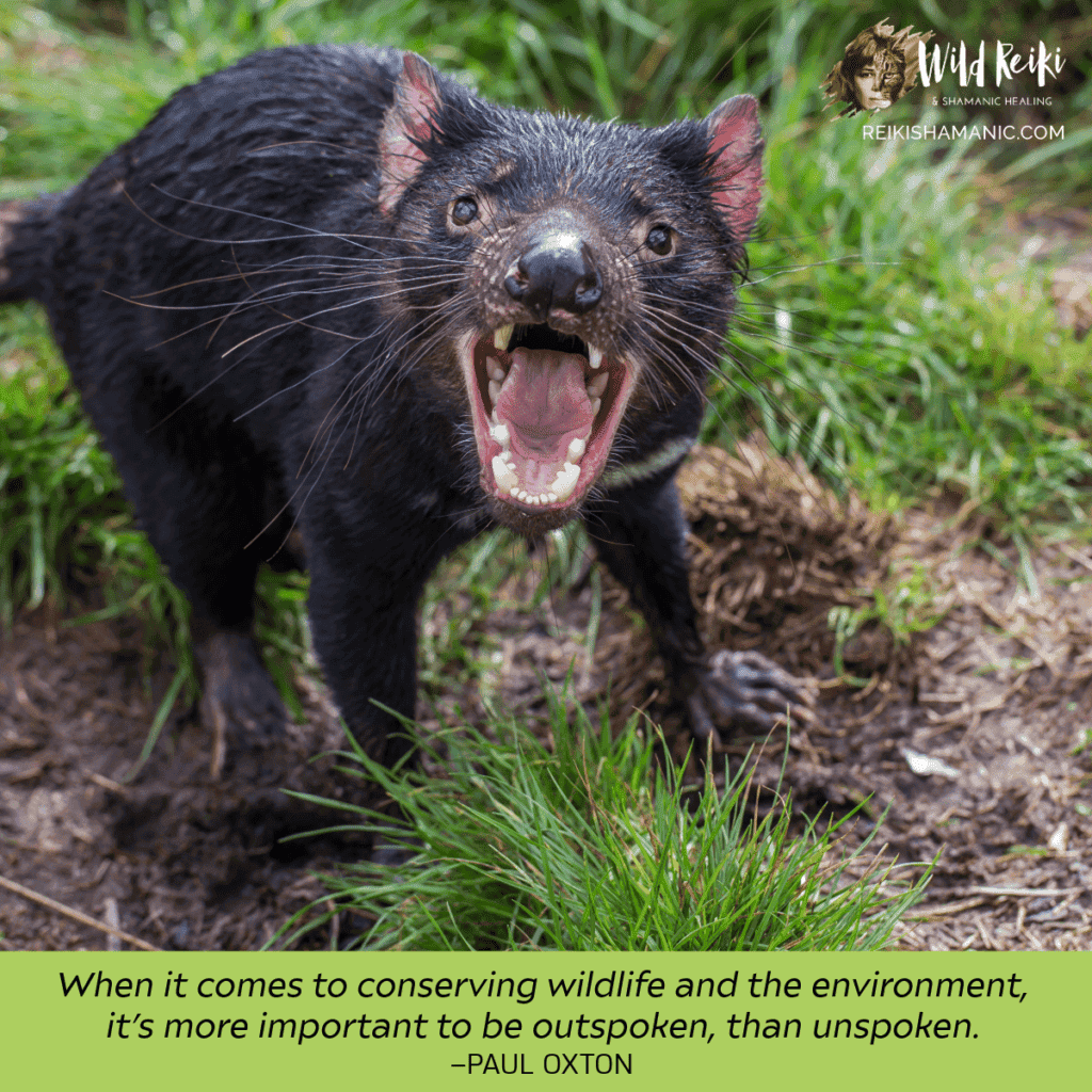 Tasmanian Devil Sunday Wisdom Quote 