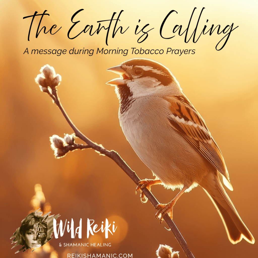 The Earth Is Calling Song Sparrow Singing In The Sun, ®Rose De Dan, ReikiShamanic.com