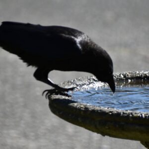 Teaching Table Manners To Crow Rogue