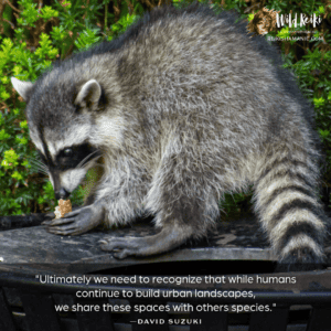 Love With Respect: What Raccoon Jimothy Is Teaching Us