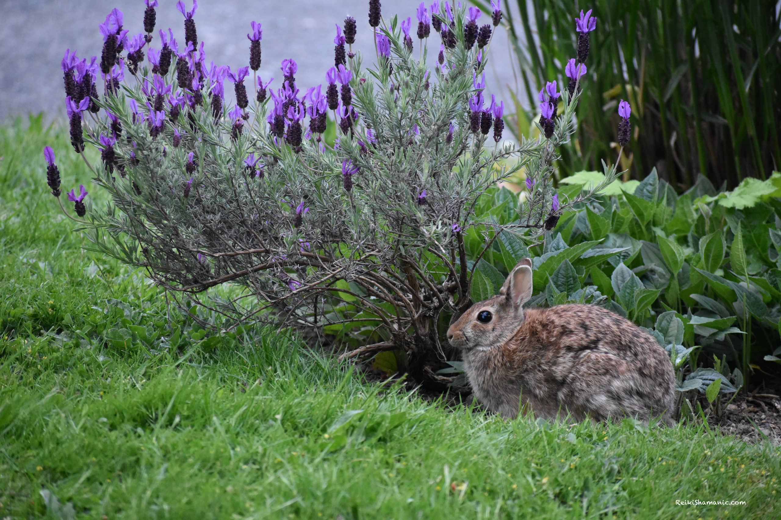 Rabbit Tatts - Dandelion Hill Homestead